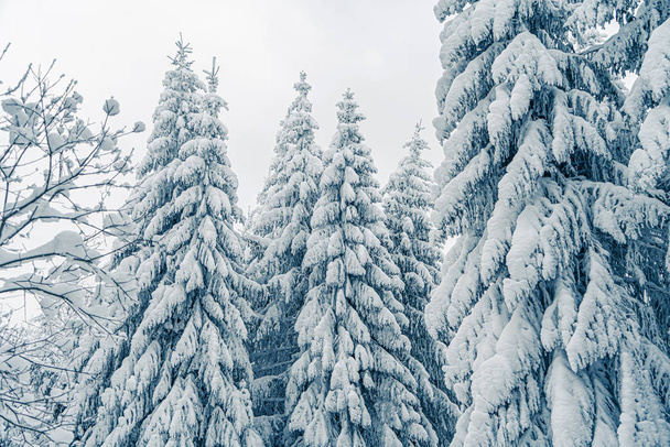 Piękne śnieżne jodły w zamarzniętych górach krajobraz. Świąteczne tło z wysokimi świerkami pokrytymi śniegiem w lesie. Ośrodek narciarski Alpine. Zimowa kartka z życzeniami. Szczęśliwego Nowego Roku - Zdjęcie, obraz