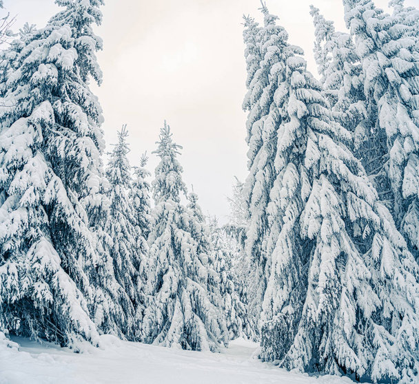 Beautiful snowy fir trees in frozen mountains landscape. Christmas background with tall spruce trees covered with snow in forest. Alpine ski resort. Winter greeting card. Happy New Year - Foto, Imagen