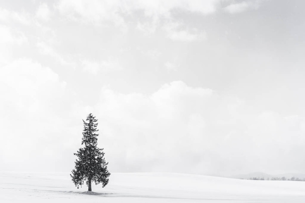 Krásné venkovní přírodní krajina s sám vánoční stromečky v - Fotografie, Obrázek