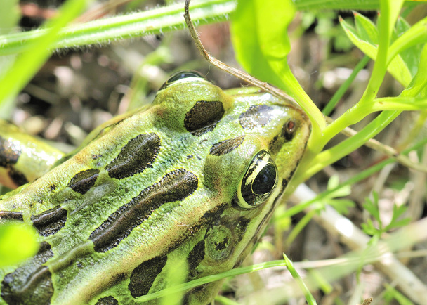 Leopard Frog - Photo, Image