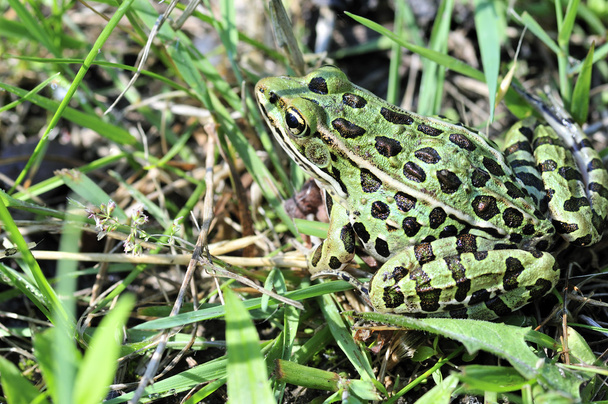 λεοπάρδαλη βάτραχος - Φωτογραφία, εικόνα