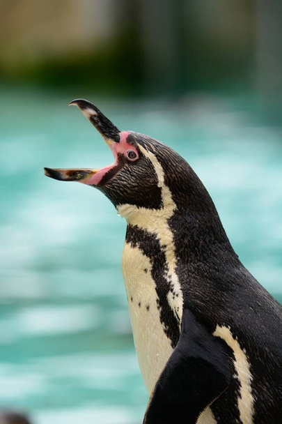Пінгвін Сфінксьйон
) - Фото, зображення