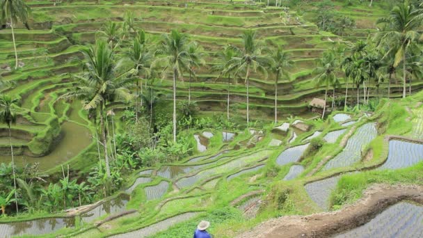 Terraço Campo de arroz em Bali
. - Filmagem, Vídeo