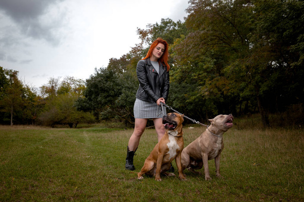 kobieta z dwoma pięknymi American Staffordshire pitbulls - Zdjęcie, obraz