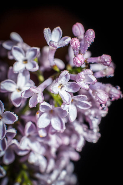 Beautiful purple lilac branch in early spring - 写真・画像