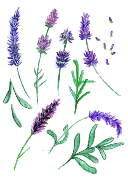 Violet lavender flowers set, sketch drawn with colord pencils - Photo, Image