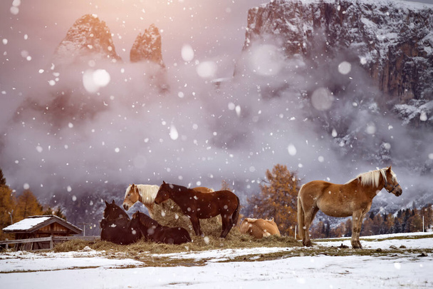 Horses in snow at Seiser Alm, South Tyrol, Italy - Foto, Imagen