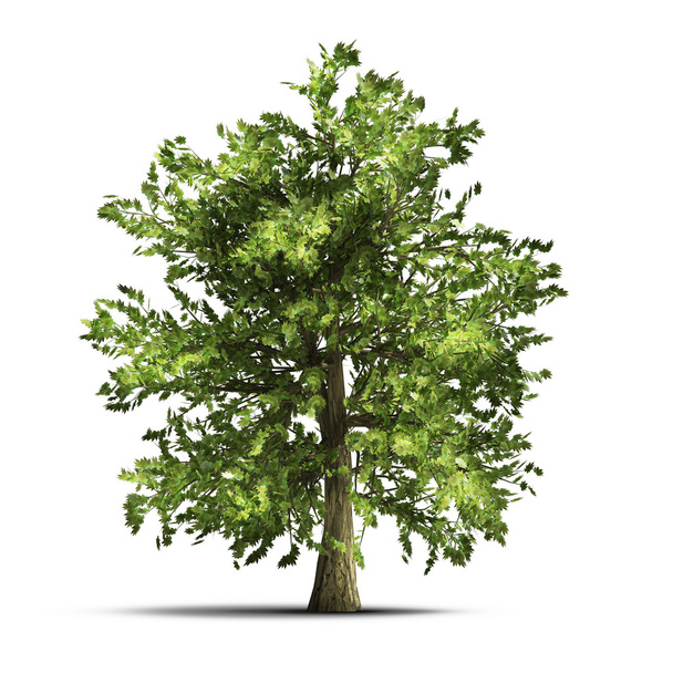 grüner Baum 3D-Abbildung isoliert - Foto, Bild