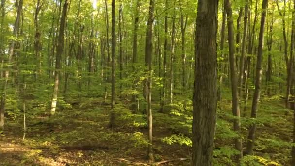 Drone draait in een langzame cirkel rond bomen in het herfstbos in Canada - Video