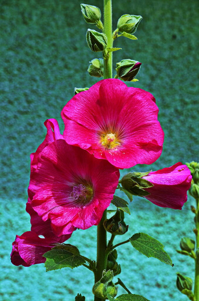 Hollyhock beautiful plant of a summer garden. - Photo, Image
