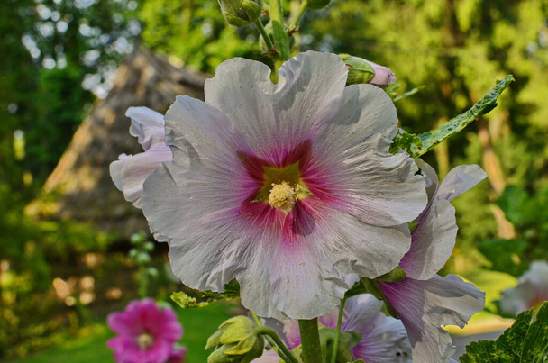 Hollyhock beautiful plant of a summer garden. - Photo, Image