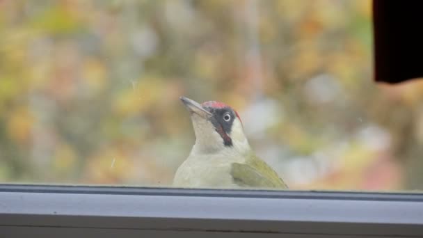 Európai zöld harkály vagy Picus viridis repült el a lakás ablaka előtt, és vicces ugrások az ablakpárkányon - Felvétel, videó
