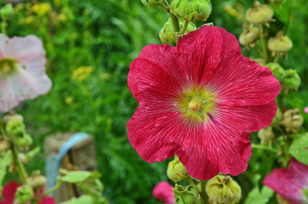 Hollyhock gyönyörű növény egy nyári kert. - Fotó, kép