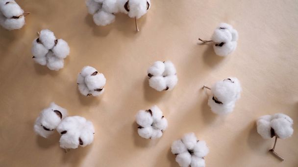 Prawdziwa bawełna organiczna z północnej części Holandii, delikatna i miękka, która zapewniała skórze delikatność podczas wykonywania tkanin, podkładek bawełnianych lub pączków bawełnianych - Zdjęcie, obraz