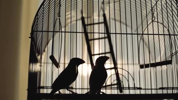 Πουλιά σε μεταλλικό κλουβί κοντά στο σπίτι στο δρόμο - Πλάνα, βίντεο