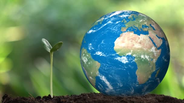Plantar un árbol y el holograma de rotación de la tierra para salvar la tierra y la ecología natural y limpia en la naturaleza
. - Imágenes, Vídeo