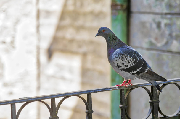 Domácí holub stojící na plot z tepaného železného balkónu. Obrázek - Fotografie, Obrázek