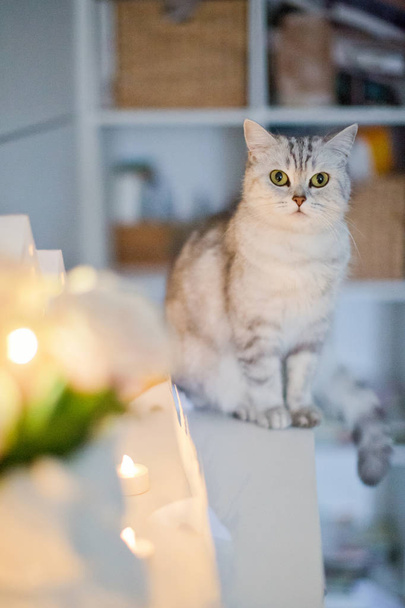 クリスマスの飾りの近くに座っている灰色の猫 - 写真・画像