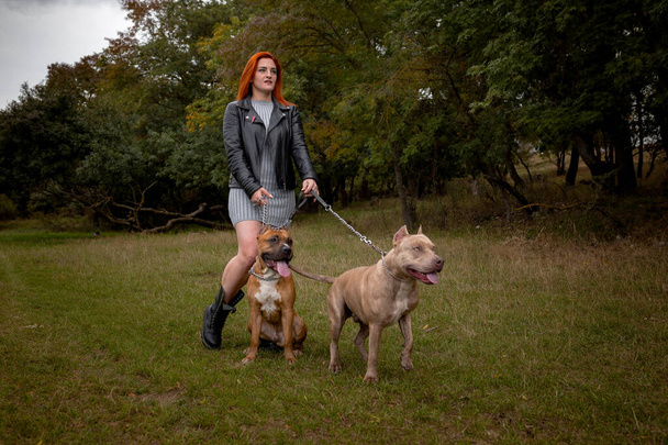 woman with two beautiful American Staffordshire pitbulls - Fotó, kép