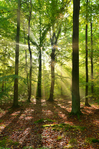 Alba autunnale nella foresta
 - Foto, immagini
