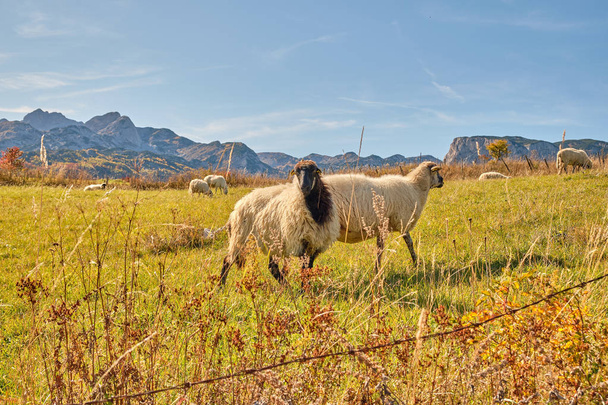 Las ovejas pastan en un prado en las montañas
 - Foto, imagen