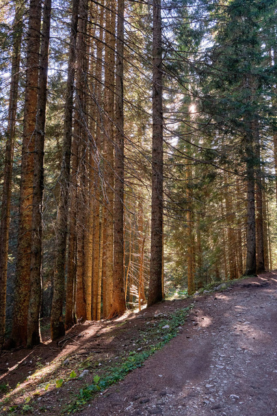 Road through pine forest - Foto, Imagen