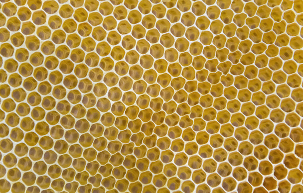muchos panales de miel
 - Foto, imagen