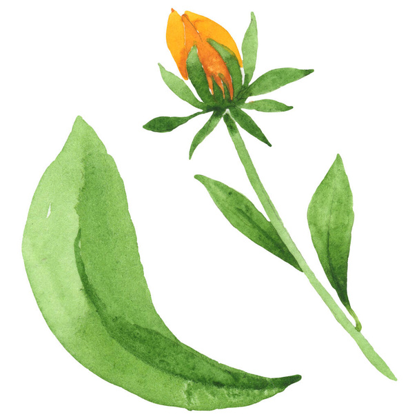 Rudbeckia hirta floral botanical flowers. Watercolor background set. Isolated rudbeckia illustration element. - Fotó, kép