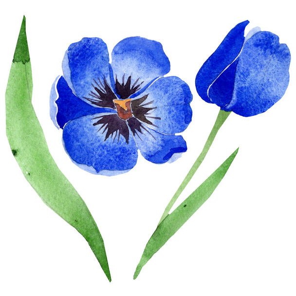 Niebieski tulipan kwiatowy kwiatów botanicznych. Akwarela zestaw ilustracji tła. Tulipanów izolowany element ilustracji. - Zdjęcie, obraz