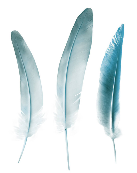 Beautiful color feathers isolated on white background - 写真・画像