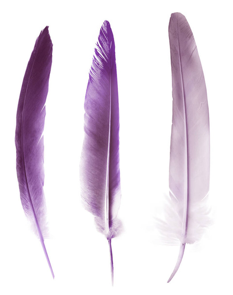 Beautiful color feathers isolated on white background - Foto, Imagen