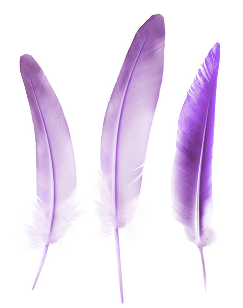 Beautiful color feathers isolated on white background - Фото, зображення