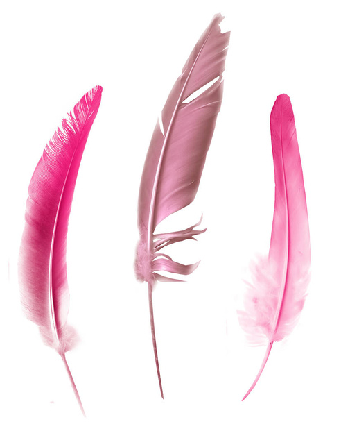 Beautiful color feathers isolated on white background - Φωτογραφία, εικόνα