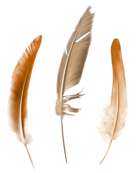 Beautiful color feathers isolated on white background - Fotoğraf, Görsel