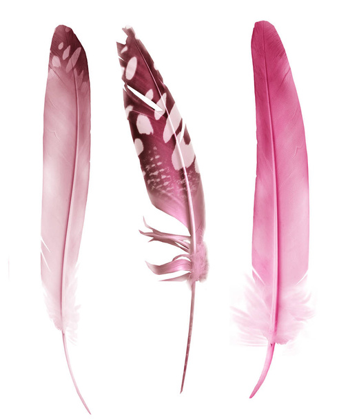 Gyönyörű színes tollak elszigetelt fehér háttér - Fotó, kép