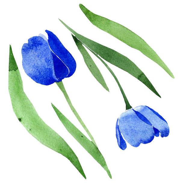 Kék tulipán virágos botanikai virágok. Akvarell háttér illusztráció meg. Izolált tulipánok illusztrációs elem. - Fotó, kép
