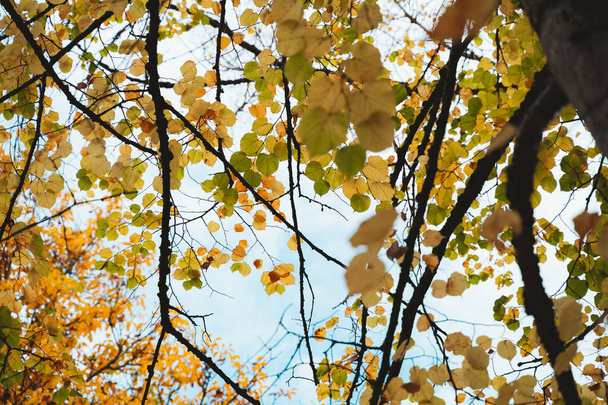 Groene en gele bladeren op een bewolkte dag - Foto, afbeelding