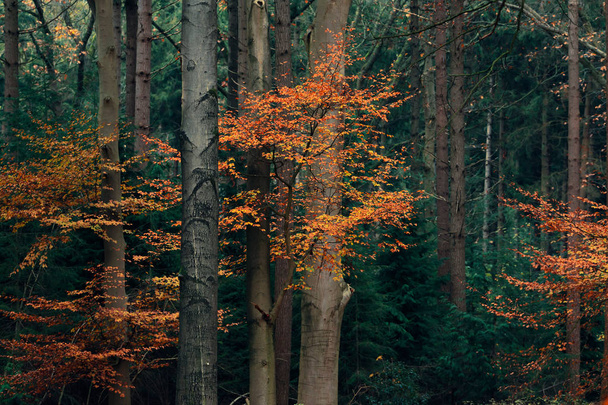 Осенний лес с красной и оранжевой листвой
. - Фото, изображение