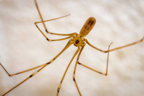 Tatínek dlouhý pavouk, makro obrázek visí na stropě ve vašem domě - Fotografie, Obrázek