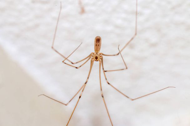 Baba uzun bacak örümceği, makro resim evinin tavanında asılı. - Fotoğraf, Görsel