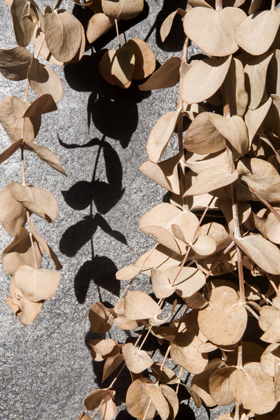 ramo de hojas secas de eucalipto y su sombra
 - Foto, imagen
