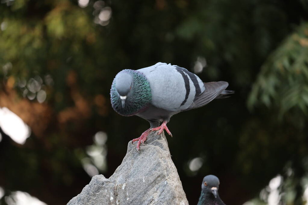 Colomba di roccia, o piccione comune, è un membro dell'uccello Columbidae. La vita animale nella metropoli. Piccione maschio che corteggia piccione femmina
. - Foto, immagini
