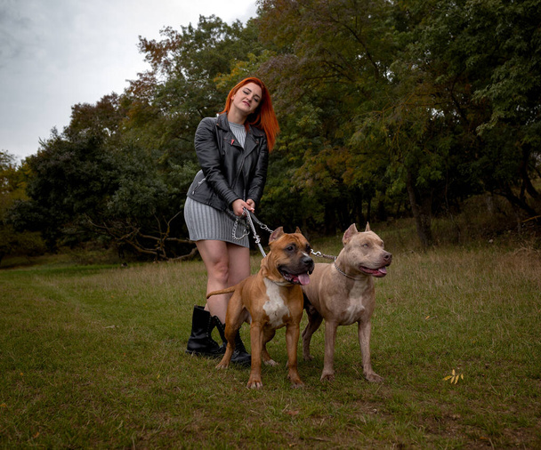 donna con due bellissimi pitbull dello Staffordshire americano
 - Foto, immagini