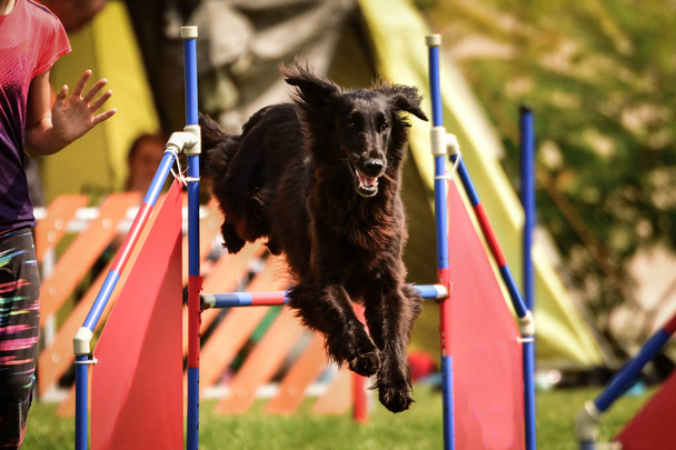 Dog Flat coated retriever is jumping over agility barrier. Amazing day on czech agility competition. They are middle expert it means A2. - 写真・画像