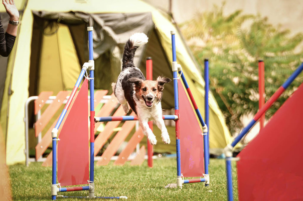 Bohemian Spotted Dog está pulando sobre os obstáculos. Dia incrível na competição de agilidade checa
. - Foto, Imagem