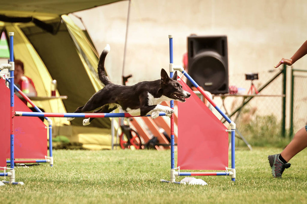 Black and white border collie is jumping over the hurdles. Amazing day on czech agility competition. - Photo, Image