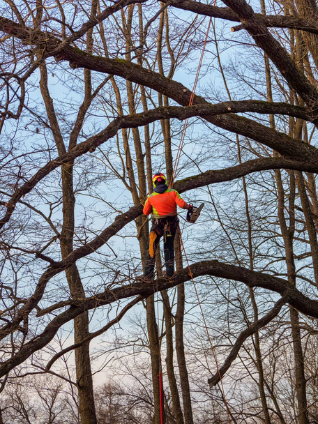 Сезонная обрезка деревьев в городской парковой службе
 - Фото, изображение