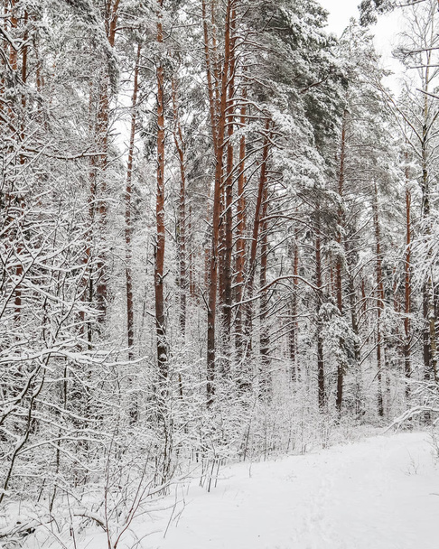 Karlı kış ormanı. Ağaçlar ve çalılar karla kaplıydı. - Fotoğraf, Görsel