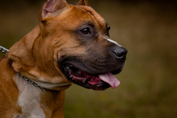 Őszi háttér piros Pit Bull Terrier - Fotó, kép