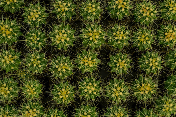 cactus close up, abstract natuurlijk patroon  - Foto, afbeelding